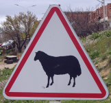 Schafe und Ziegen (Tierwelt)